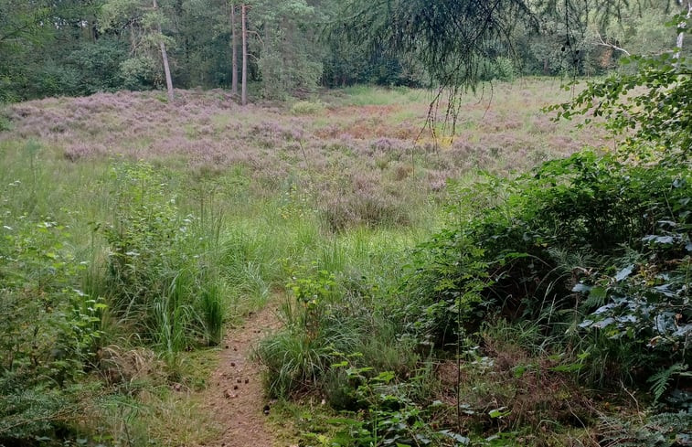 Natuurhuisje in Hollandscheveld