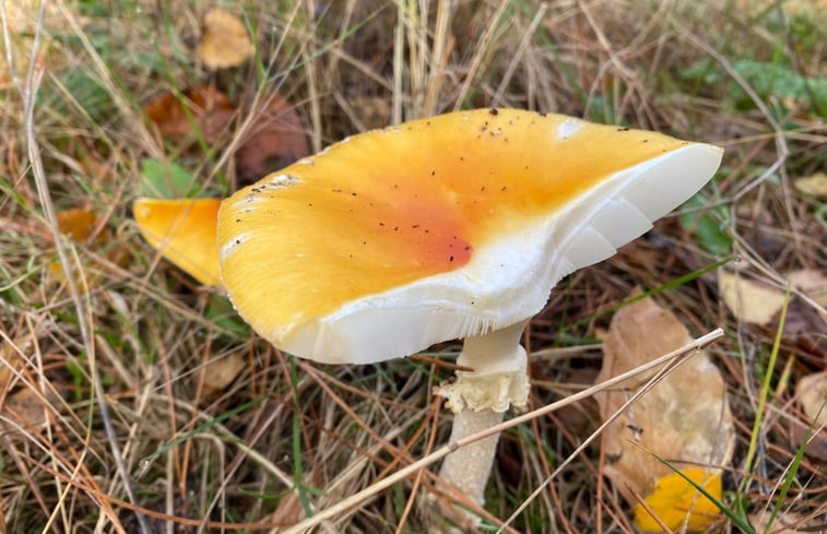 Natuurhuisje in Schoorl