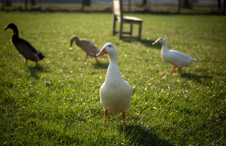 Natuurhuisje in Okkenbroek