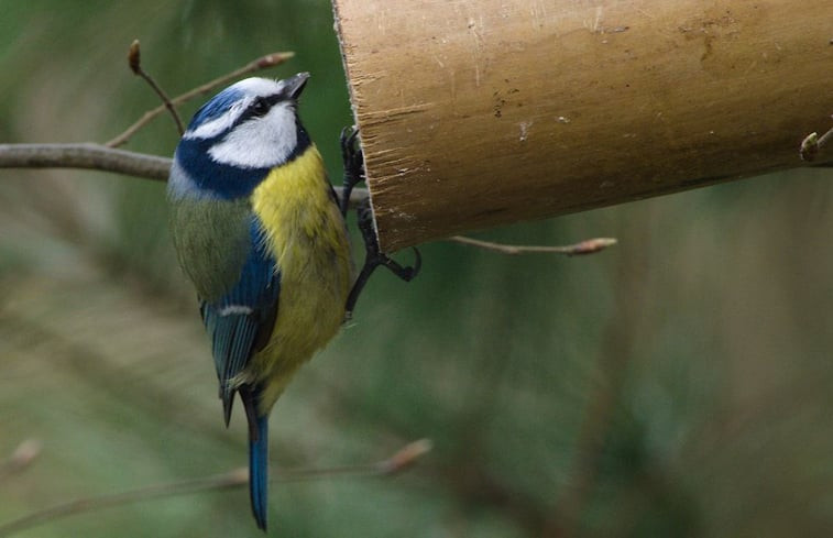 Natuurhuisje in Ermelo