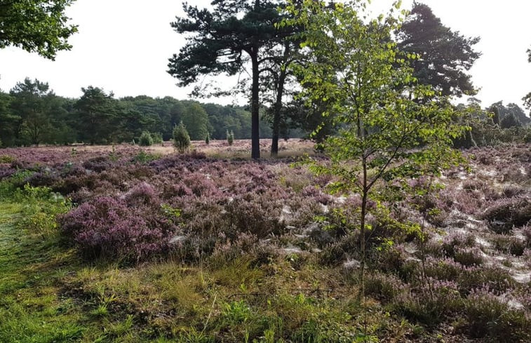 Natuurhuisje in Dwingeloo