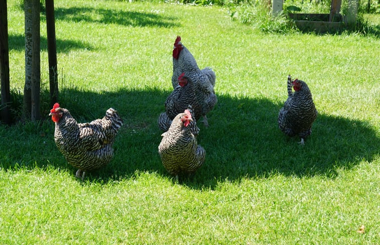 Natuurhuisje in Rijswijk