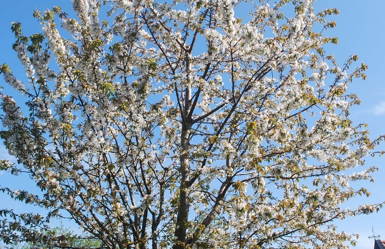 Natuurhuisje in Ruinerwold