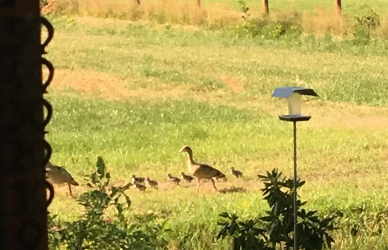 Natuurhuisje in Den Ham