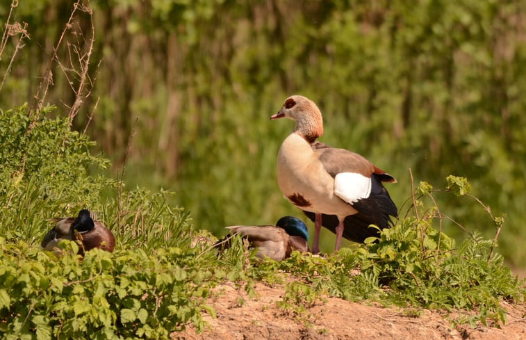 Natuurhuisje in Blitterswijck