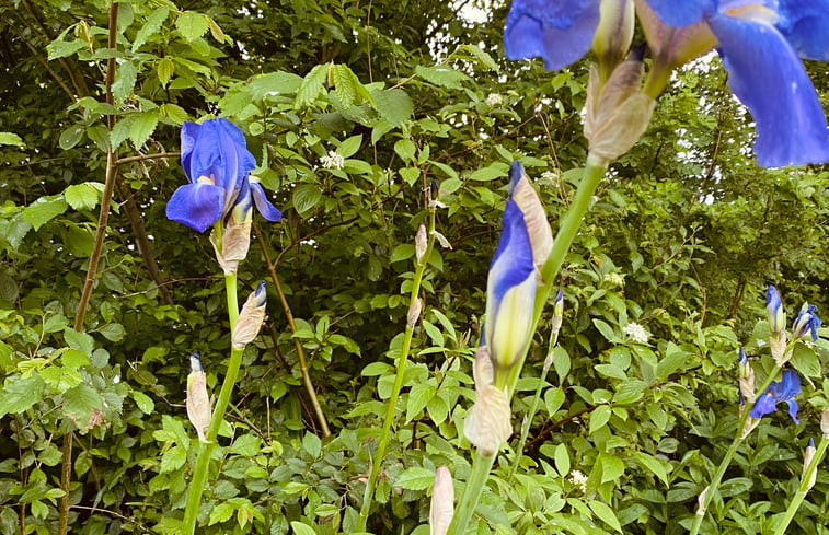 Natuurhuisje in Mantgum