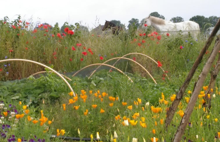 Natuurhuisje in Barchem