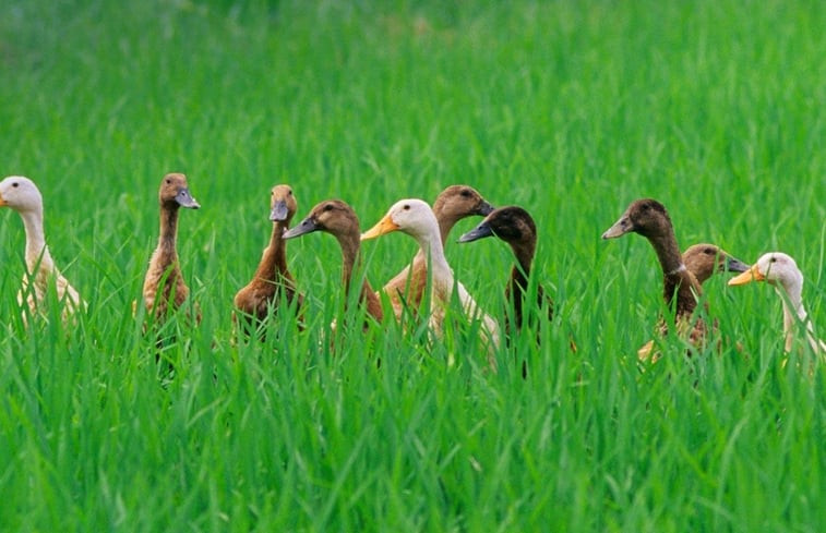 Natuurhuisje in Hommerts