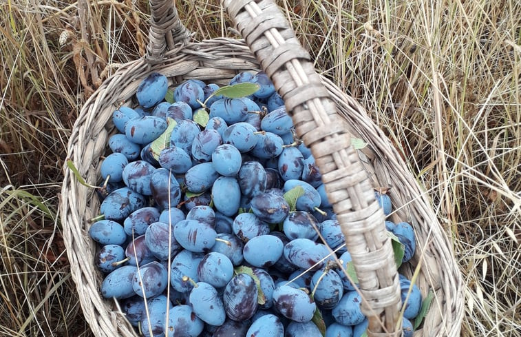 Natuurhuisje in San Severino Marche