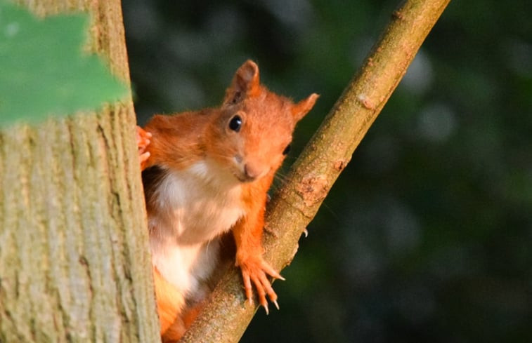 Natuurhuisje in Holten