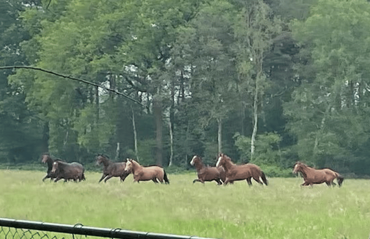 Natuurhuisje in Nijkerk