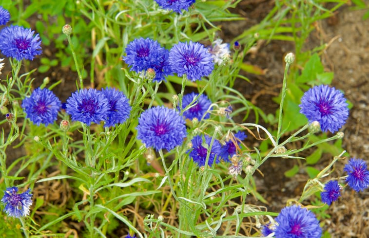 Natuurhuisje in Velden