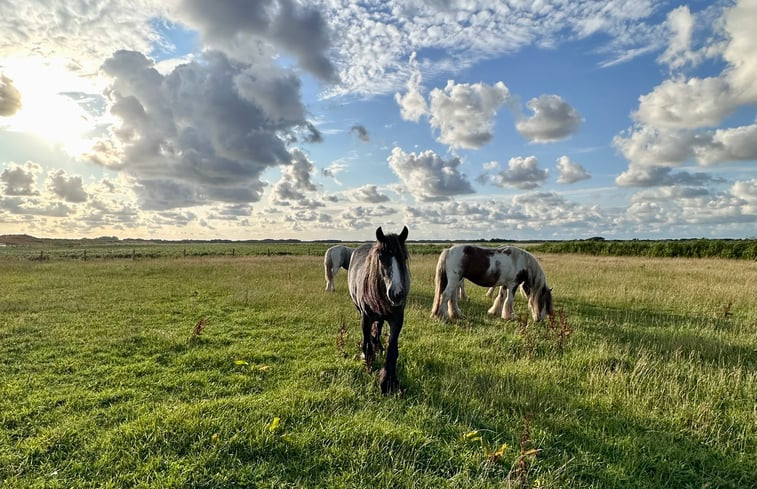 Natuurhuisje in De Cocksdorp (zuideierland)