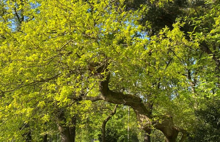 Natuurhuisje in Koningsbosch