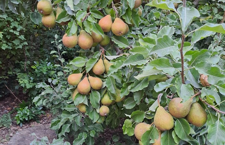 Natuurhuisje in Ooltgensplaat