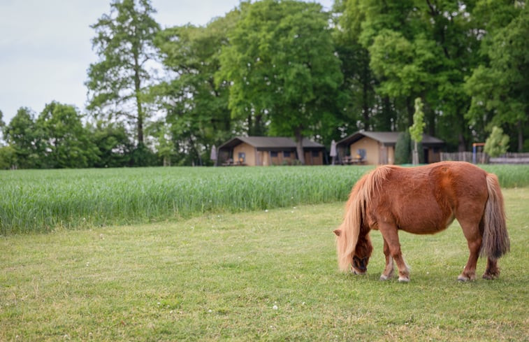 Natuurhuisje in Buurse