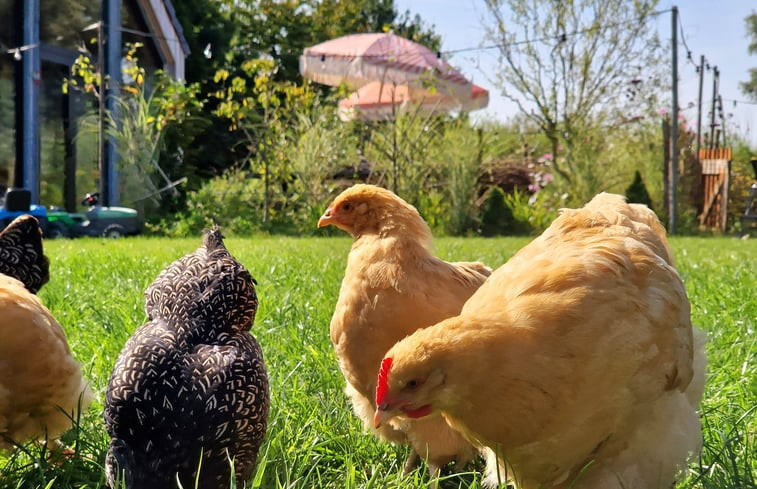 Natuurhuisje in Schijndel