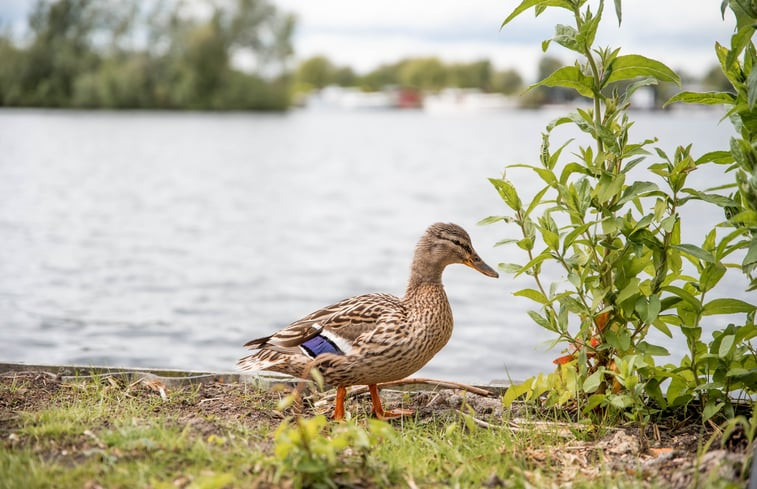 Natuurhuisje in Vinkeveen