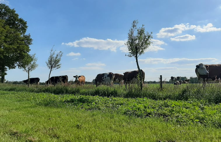 Natuurhuisje in Geesteren