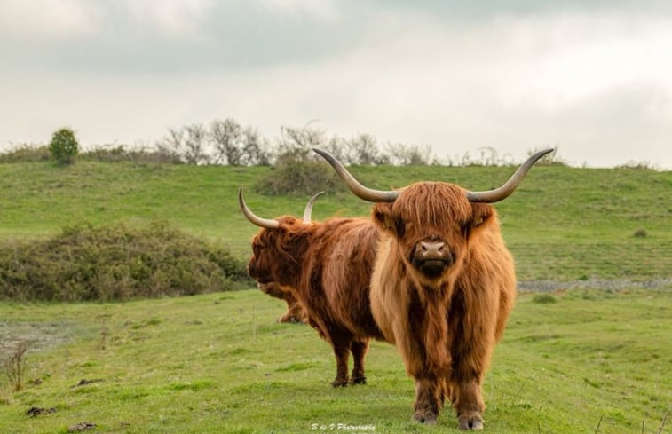 Natuurhuisje in Kamperland