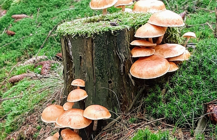 Natuurhuisje in Schmallenberg-Dorlar