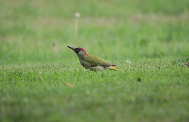 Natuurhuisje in Sint-Oedenrode