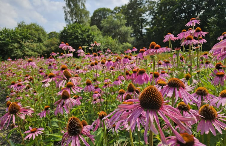 Natuurhuisje in Doornspijk