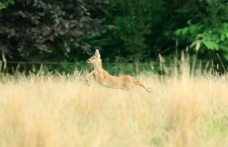 Natuurhuisje in Losser