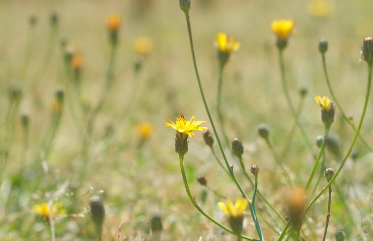 Natuurhuisje in Mierlo