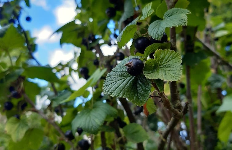 Natuurhuisje in Bambecque