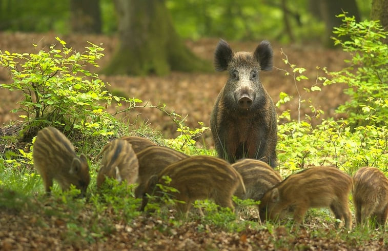 Natuurhuisje in Voorthuizen