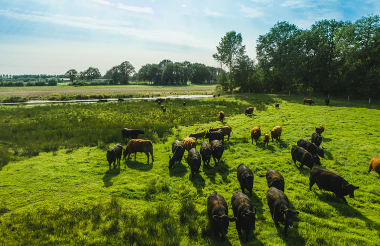 Natuurhuisje in Wierden