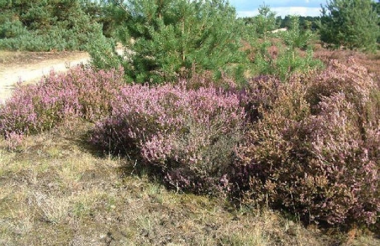 Natuurhuisje in Hulshorst