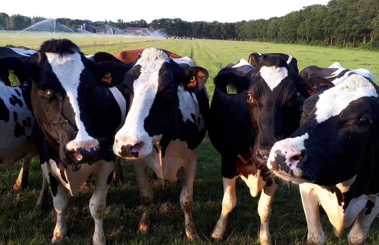 Natuurhuisje in Doorn