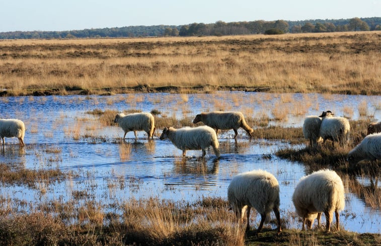 Natuurhuisje in Ansen