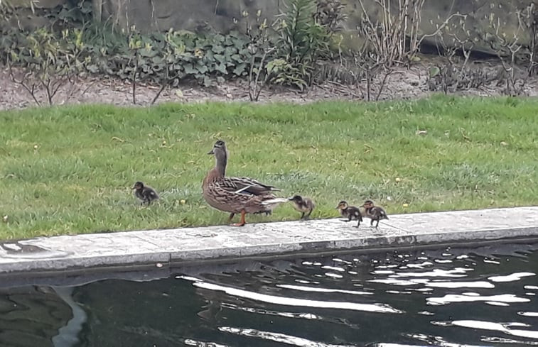 Natuurhuisje in Hoeven