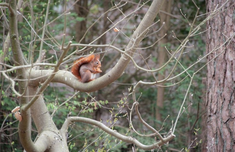 Natuurhuisje in Harfsen