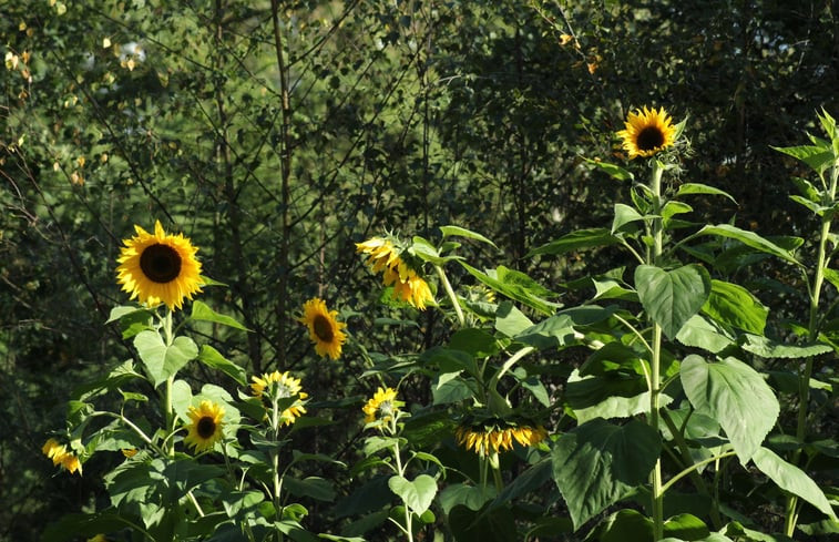 Natuurhuisje in Ommen