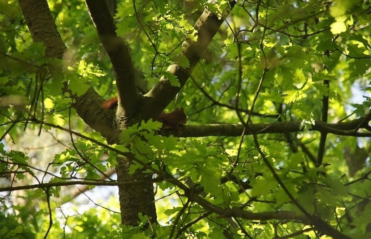 Natuurhuisje in Emst