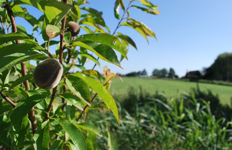 Natuurhuisje in Watou