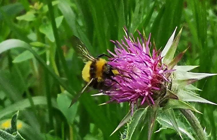 Natuurhuisje in Markelo