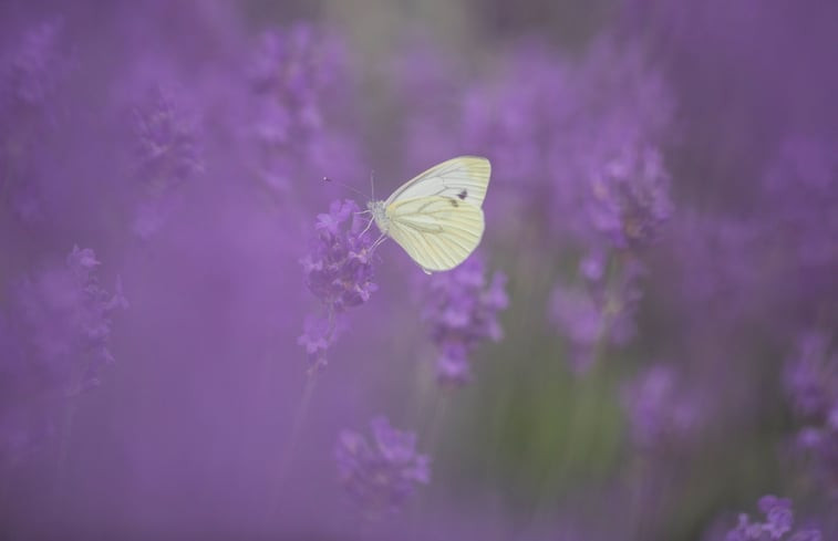 Natuurhuisje in Dreumel