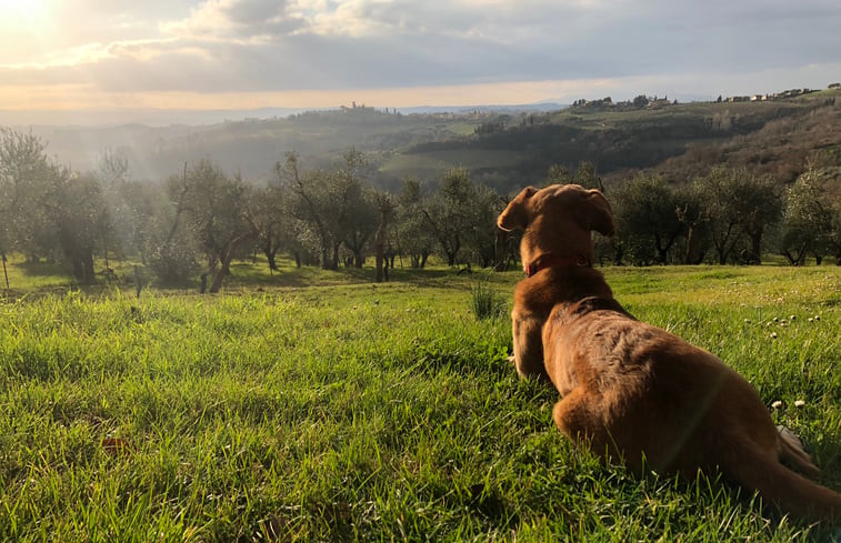 Natuurhuisje in Montespertoli