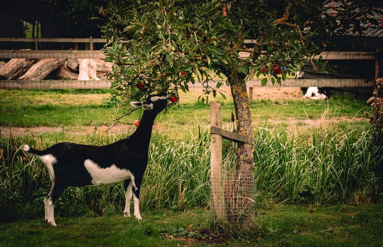 Natuurhuisje in Echtenerbrug