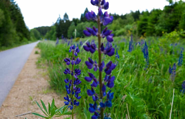 Natuurhuisje in Büllingen