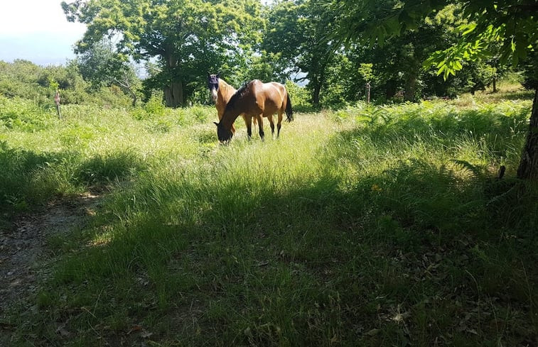 Natuurhuisje in Montevarchi