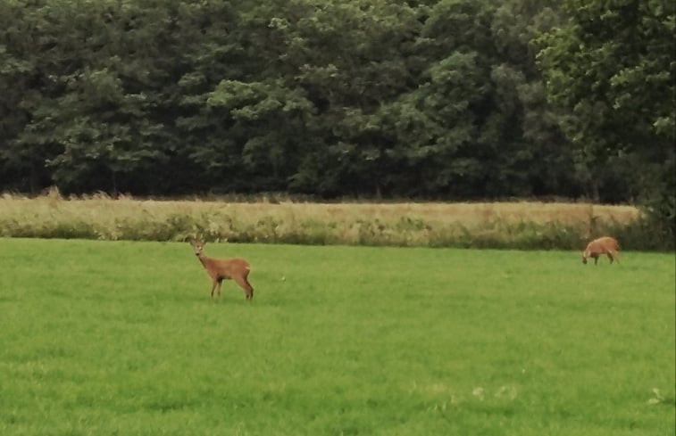 Natuurhuisje in Brummen