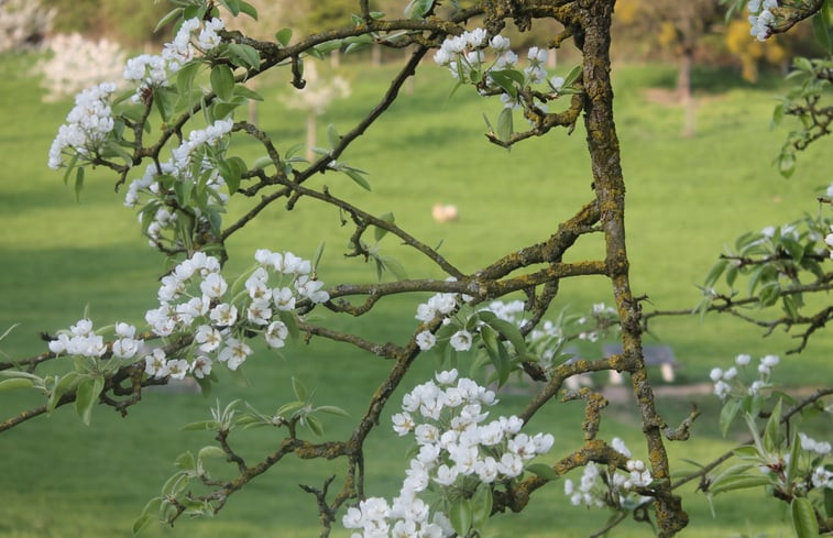 Natuurhuisje in Vijlen