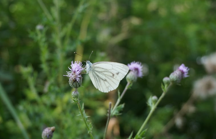 Natuurhuisje in Riel