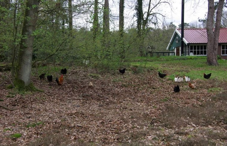 Natuurhuisje in Buurse